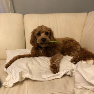 Meet your Posher, Kurt